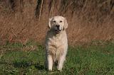 GOLDEN RETRIEVER 1000